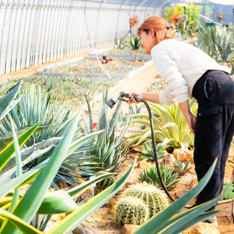 楽天市場】【ふるさと納税】鹿嶋市産アガベ！パリー・ホーチエンシス