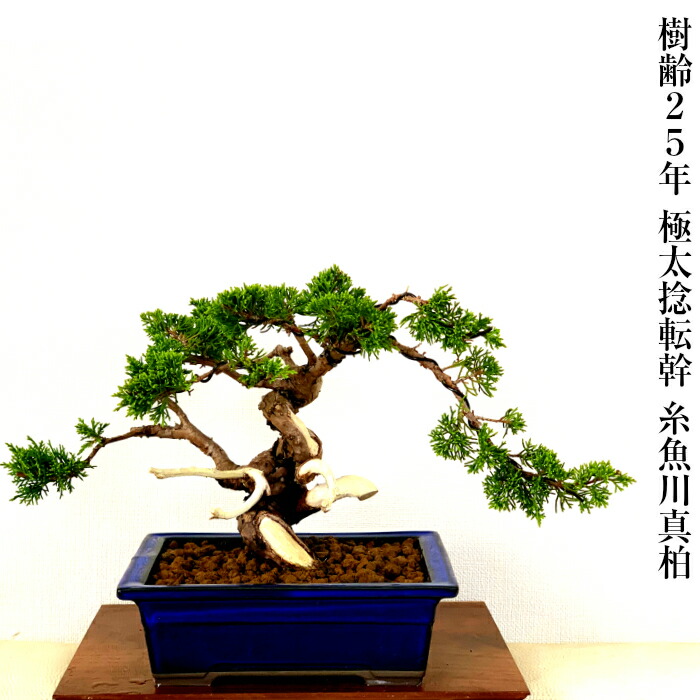 楽天市場】盆栽 真柏 樹齢25年 高級 一点物 糸魚川真柏【最高峰品質