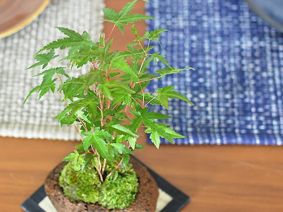 山もみじ寄せ植え 石付きを販売｜入門は盆栽妙 – 盆栽妙 本店