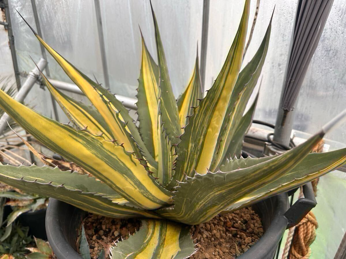 Yahoo!オークション -「スカブラ」(アガベ) (観葉植物)の落札相場