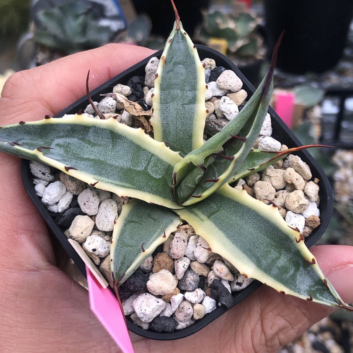 Yahoo!オークション - 「アガベ スカブラ錦」の落札相場・落札価格