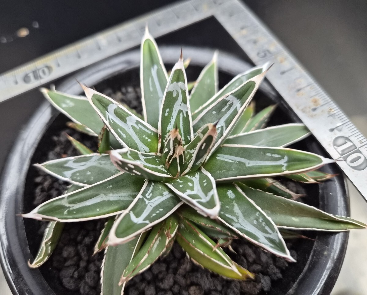 Yahoo!オークション -「アガベ 姫笹の雪」の落札相場・落札価格