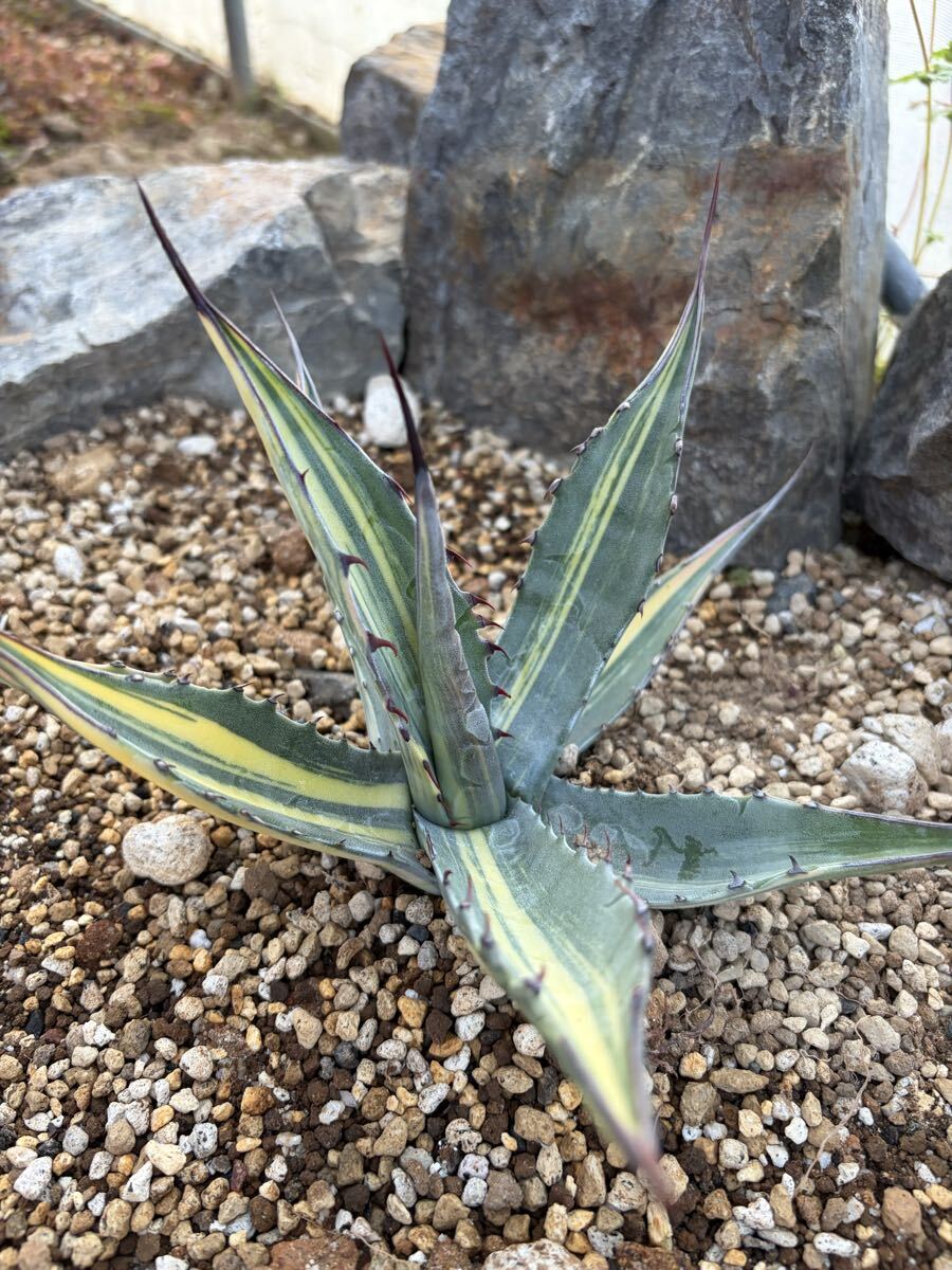 Yahoo!オークション -「スカブラ」(アガベ) (観葉植物)の落札相場