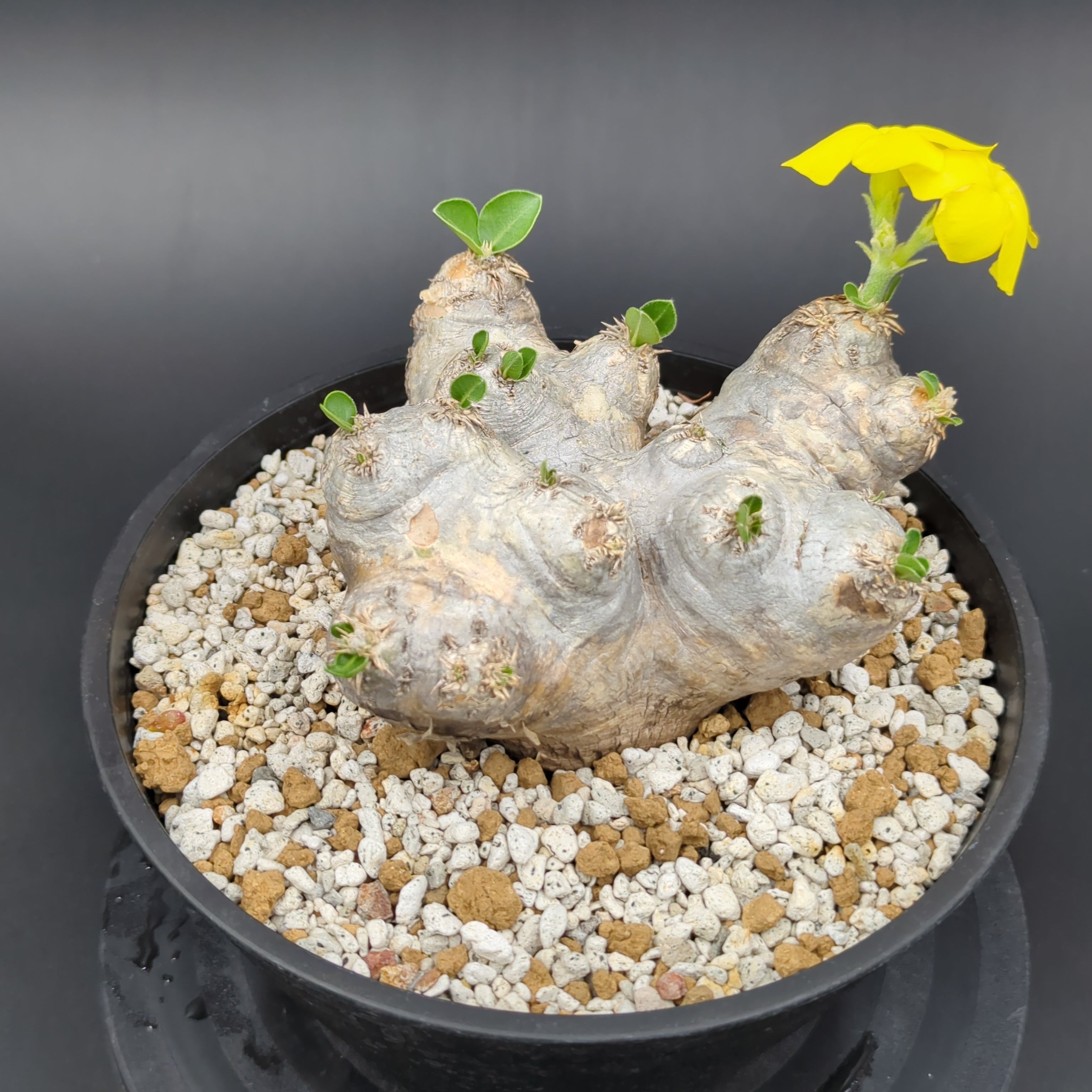 パキポディウム・ブレビカウレ '恵比寿笑い' 【大株】 | BRIDGE GARDEN