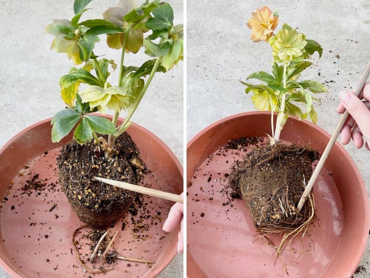 クリスマスローズの植え替え｜画像付きやり方解説！株分けもしよう