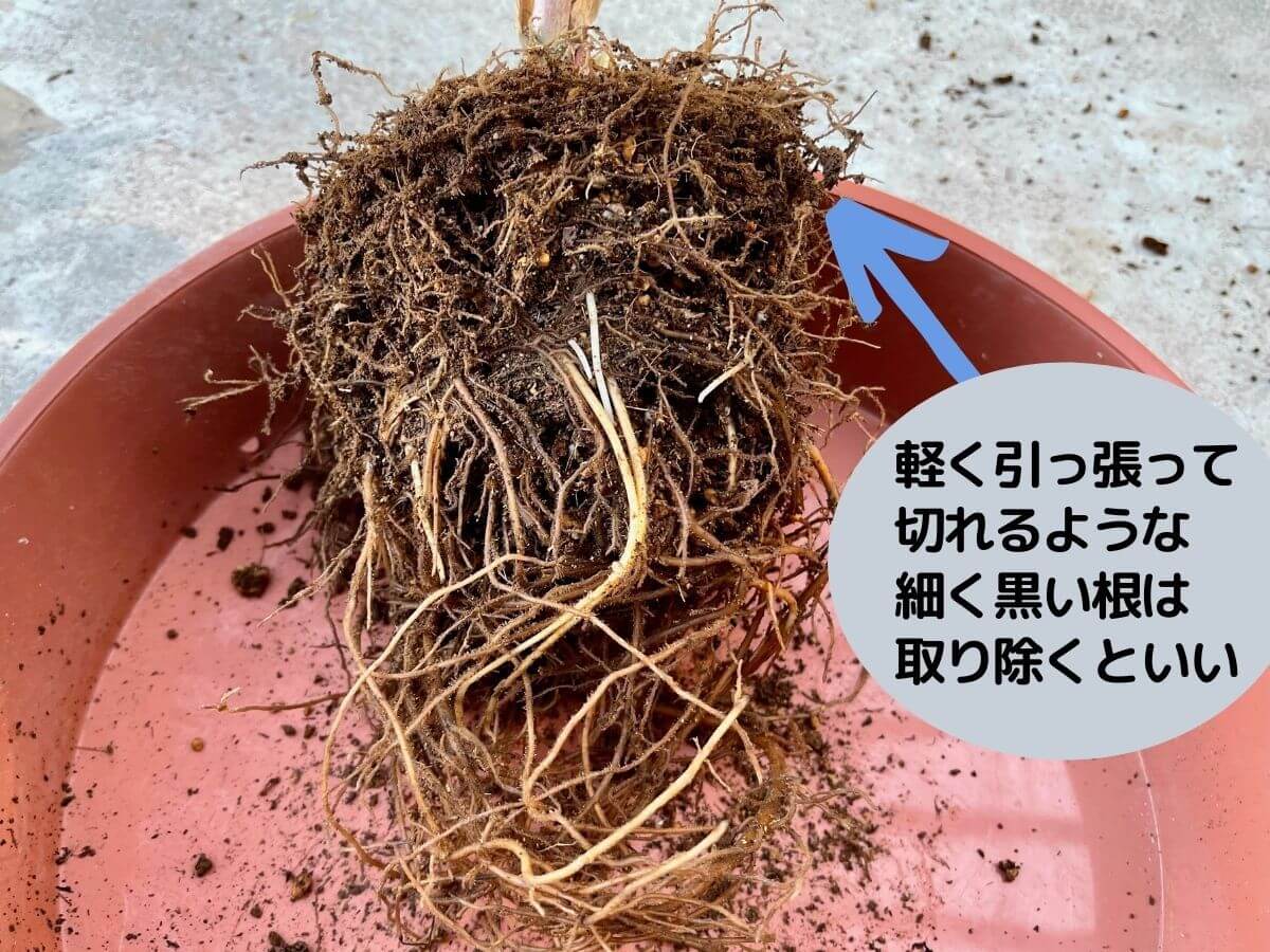 クリスマスローズの植え替え｜画像付きやり方解説！株分けもしよう