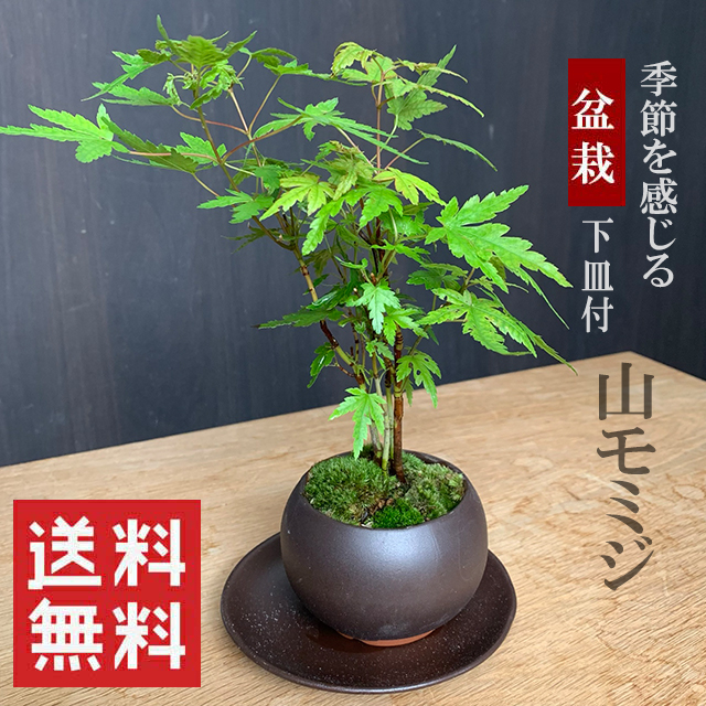 現在落葉中】送料無料でお届け！【山紅葉（ヤマモミジ）の盆栽（黒陶器