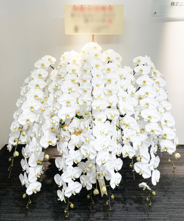 胡蝶蘭 特注 白 15本立ち 生花｜お祝いギフトなら胡蝶蘭専門店【らんや】