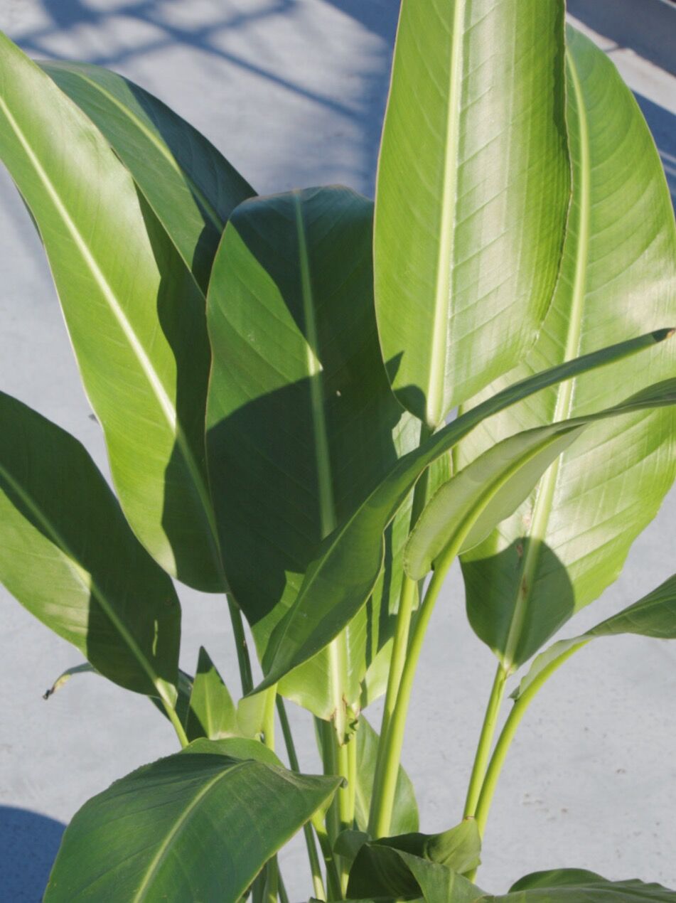 旅人の木 | spi plants