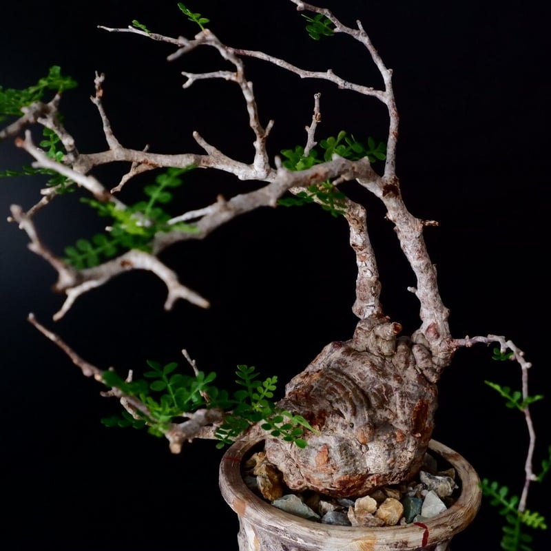 ミニサイズ 丸株 オペルクリカリア パキプス［No.14］ × 沼野秀章 作