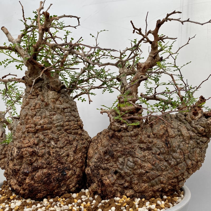 特大 多頭 マルチヘッド オペルクリカリア パキプス MP04 発根済 現地