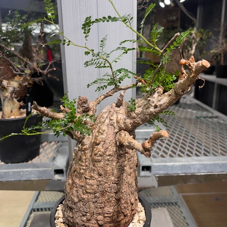 CATEGORY オペルクリカリア パキプス | KANIK