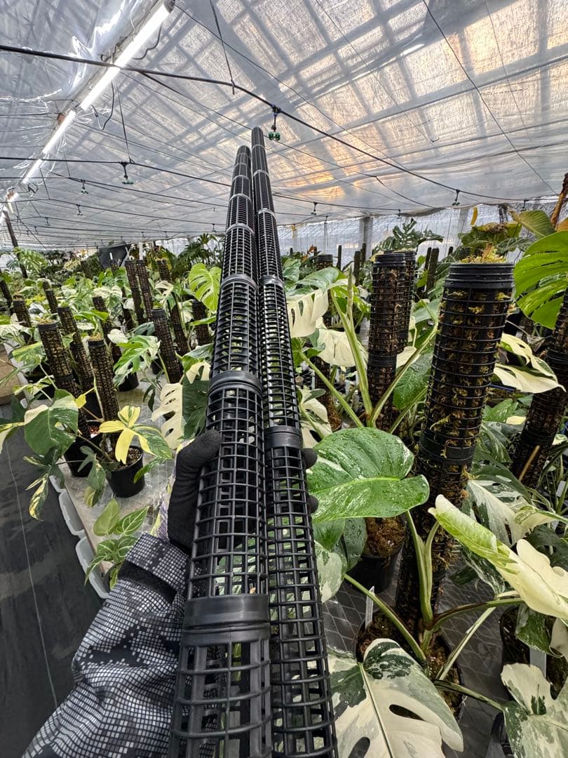 連結式モスポール 20cm／29cm 4本・8本セット｜観葉植物用 支柱 成長