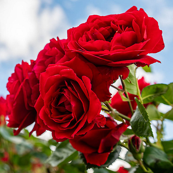 YouGarden Eric's Rose, Red Climbing Rose Plant, 4 Litre Pot, Ready