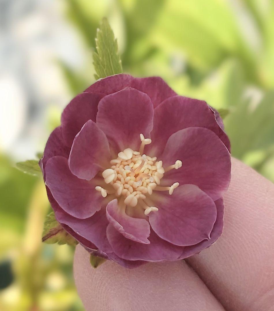 クリスマスローズ株分け クリスマスローズハイブリットの株分け方法