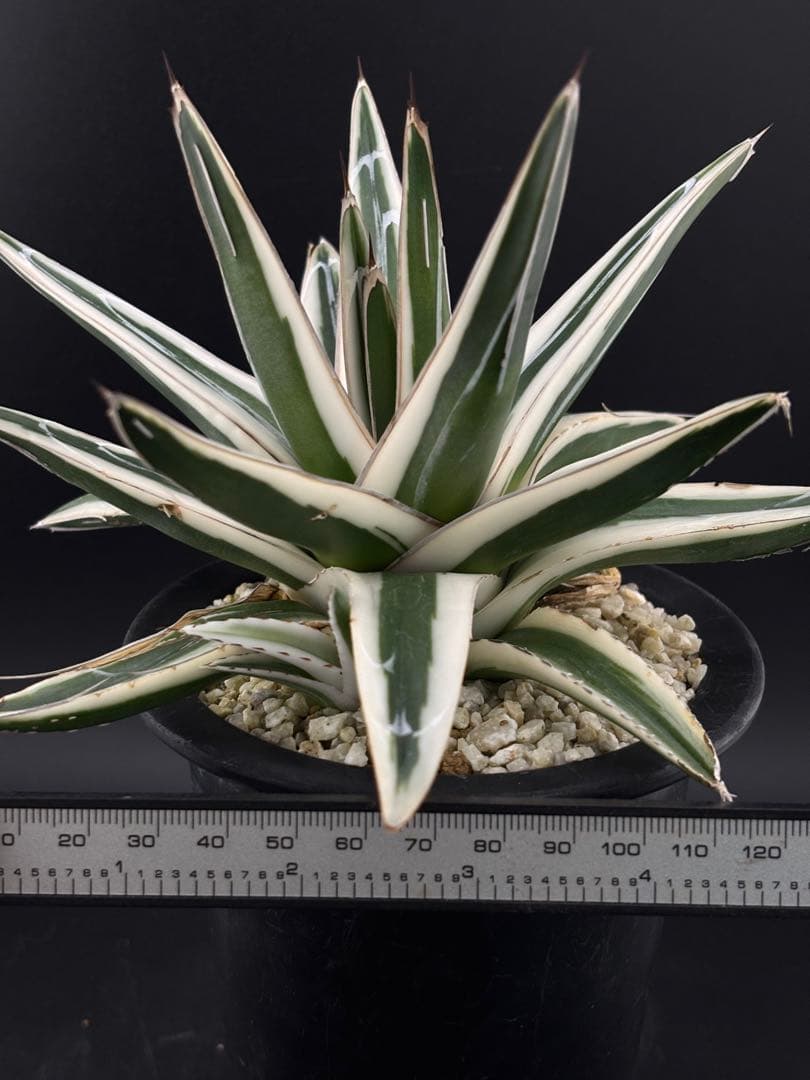 希少品種】アガベ 笹の雪 