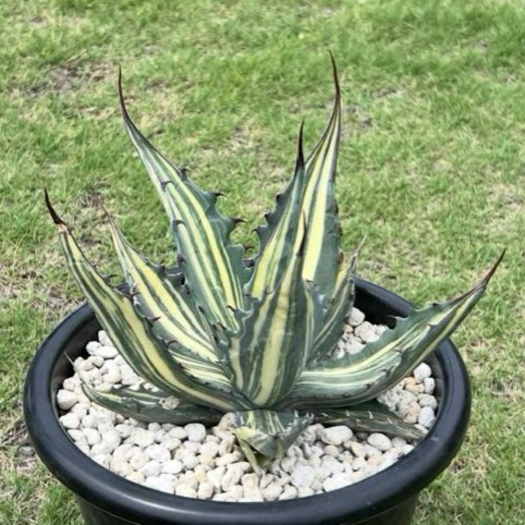 アガベ　スカブラ錦　縞斑　子株　極上縞斑　希少 アガベ フェロックス錦 極上株 縞斑錦 永久斑 超希有 - メルカリ