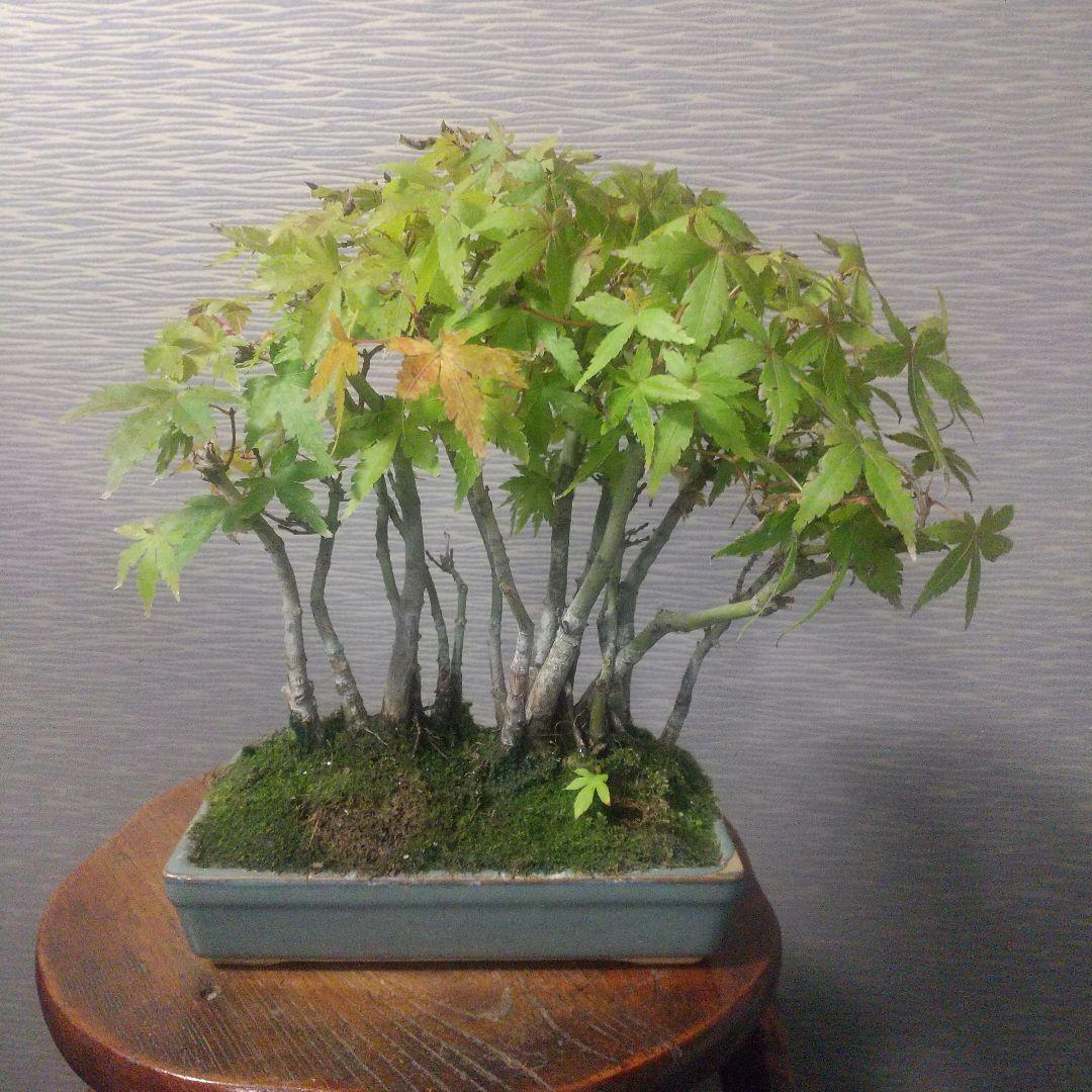 ※山もみじ寄せ植え盆栽(１6本立て)/小品盆栽/ 海鼠釉角鉢 (落葉しました) 山もみじ（寄せ植え） | 盆栽、盆栽書籍、盆栽鉢の通販│近代出版