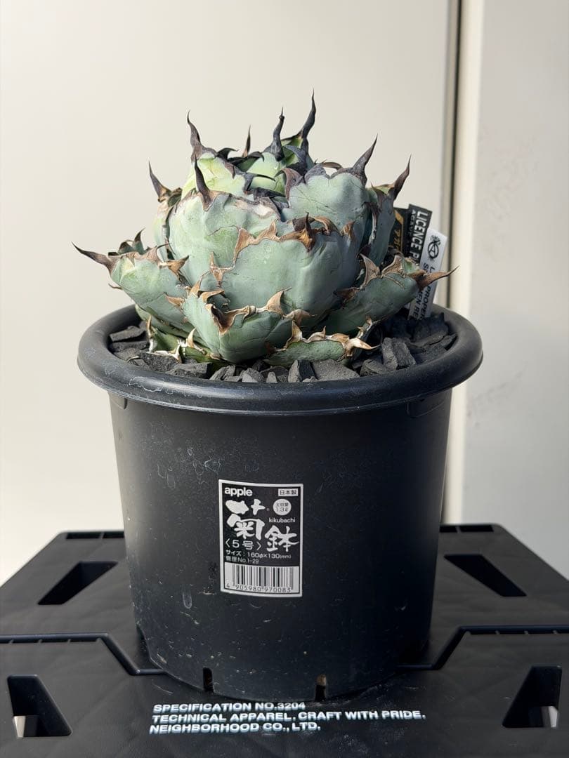 ［親株出品］アガベ　チタノタBB 我が家で唯一のチタノタ、BBのチビ。クリーム色の鋸歯が日に日に焦げる