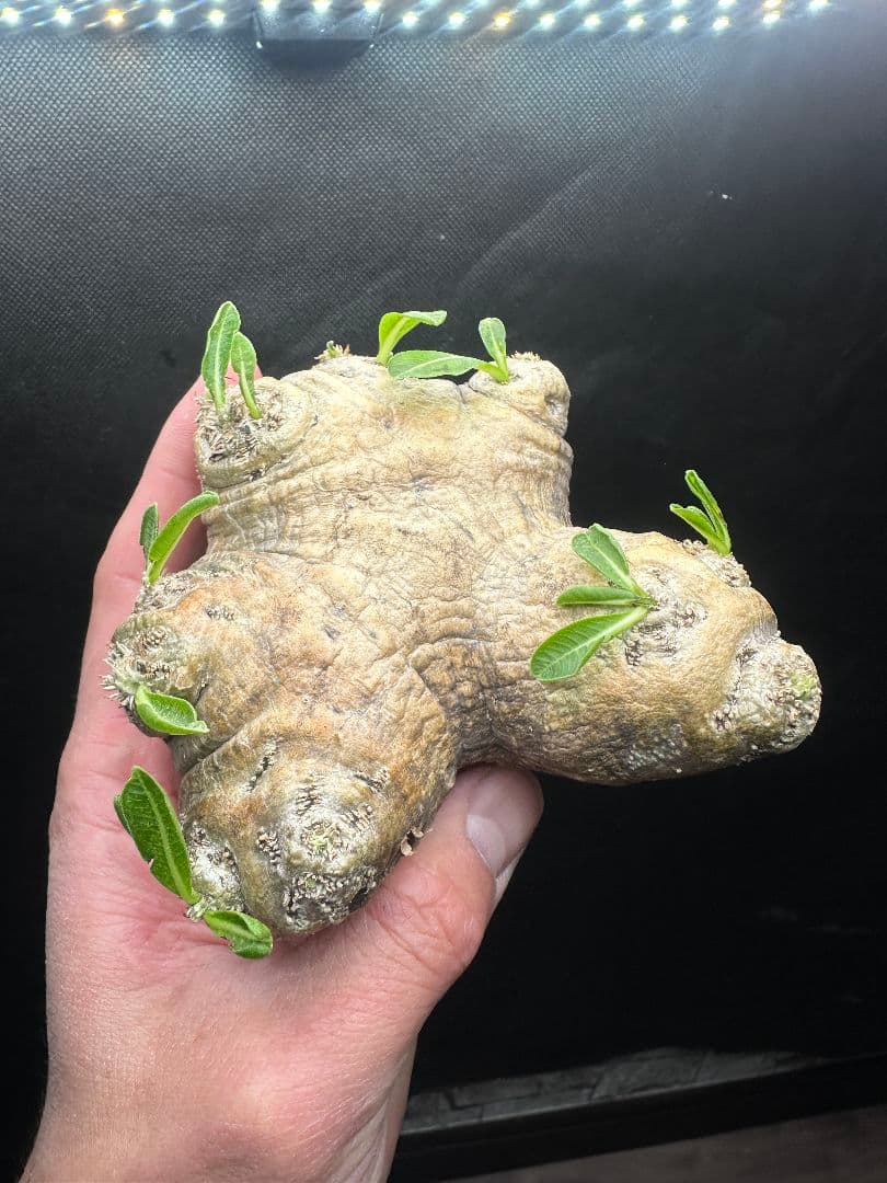 【パキポディウム_ブレビカウレ】恵比寿笑 現地球 40 パキポディウム ブレビカウレ 