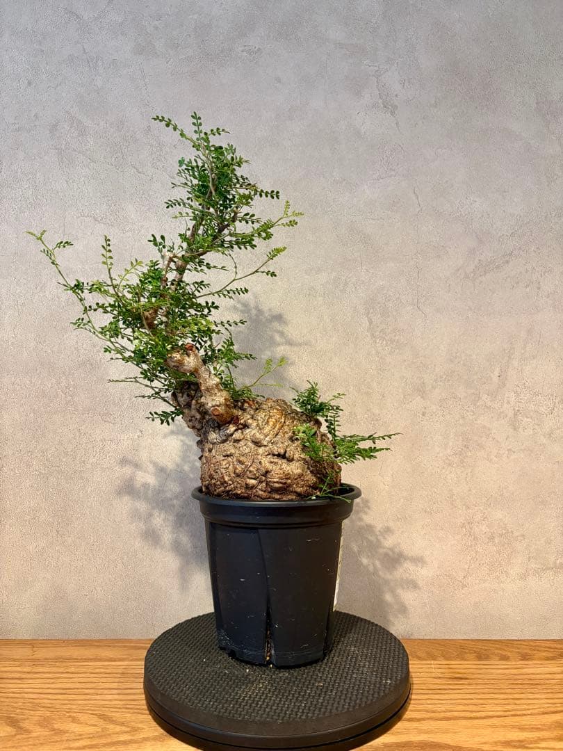 【まんまるパキプス】発根済み　オペルクリカリア　パキプス fit=scale-down,w=1200