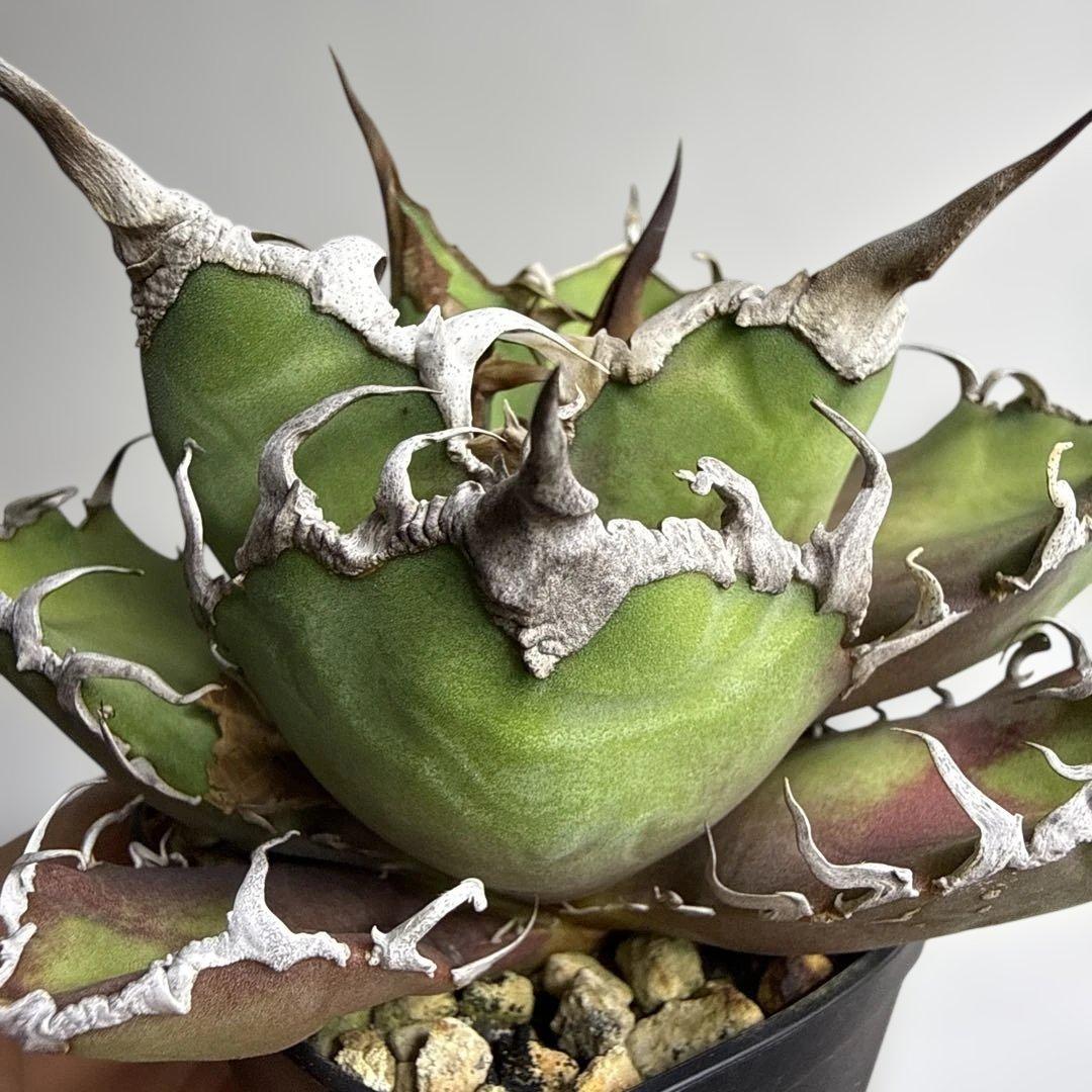 現物 アガベ チタノタ 超選抜 シーザー オテロイ オアハカ 有望 - メルカリ