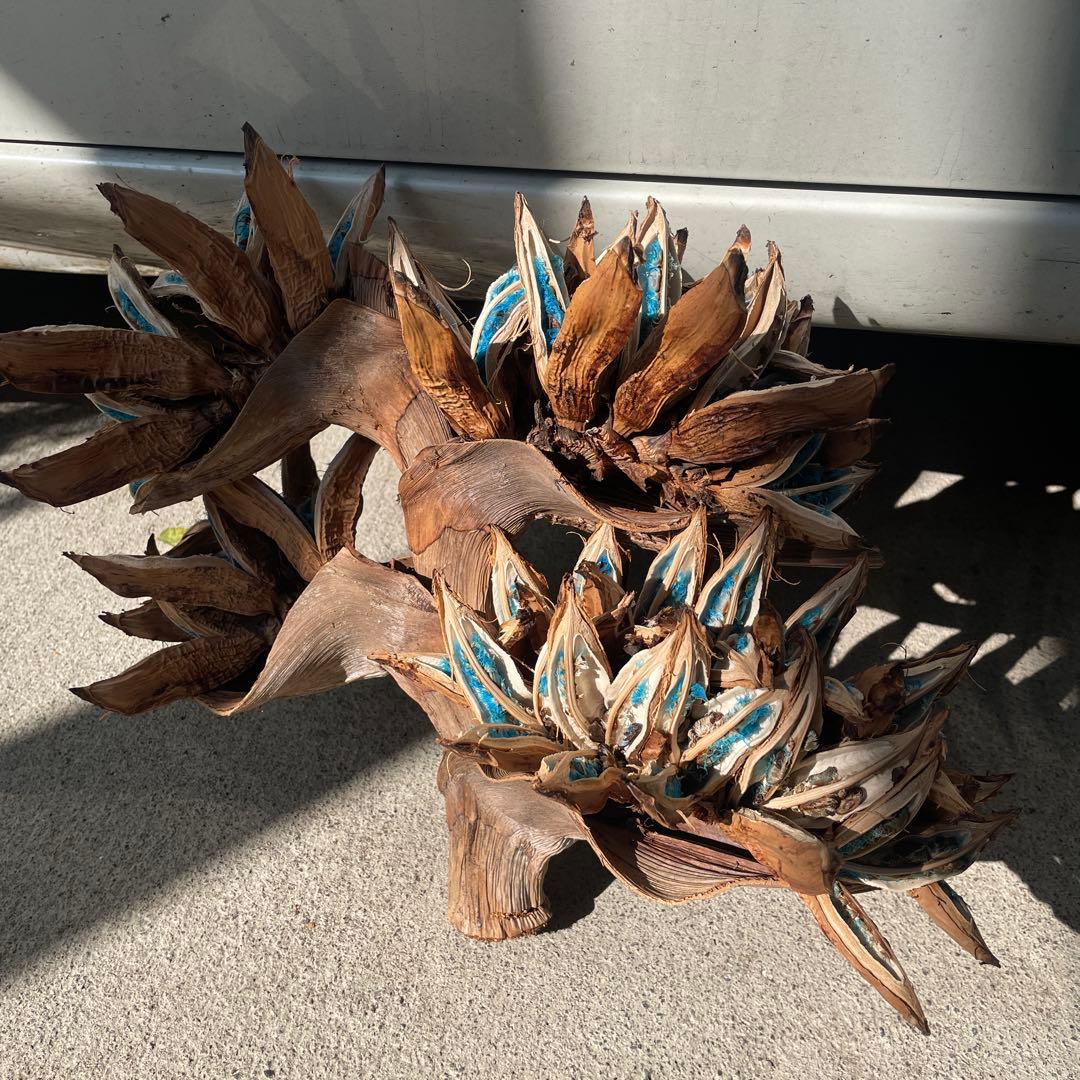 旅人の木 ravenala-madagascariensis-