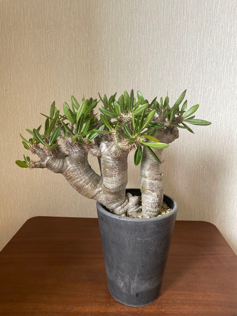 最終値下げ　パキポディウム　ブレビカリックス パキポディウム・ブレビカリックス (25jul15v46/2-3) | GOOD DAYS