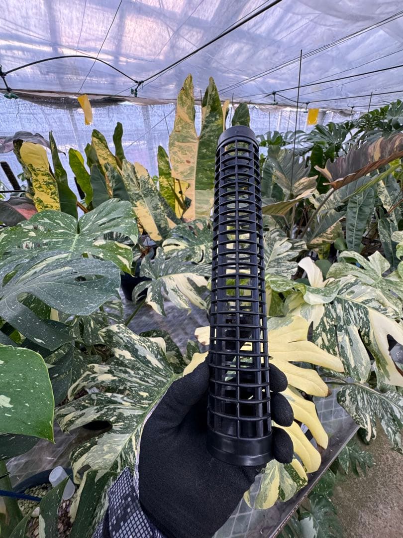 水苔無しモスポール　50本まとめ　29cmサイズ 連結式モスポール 20cm／29cm 4本・8本セット｜観葉植物用 支柱 成長