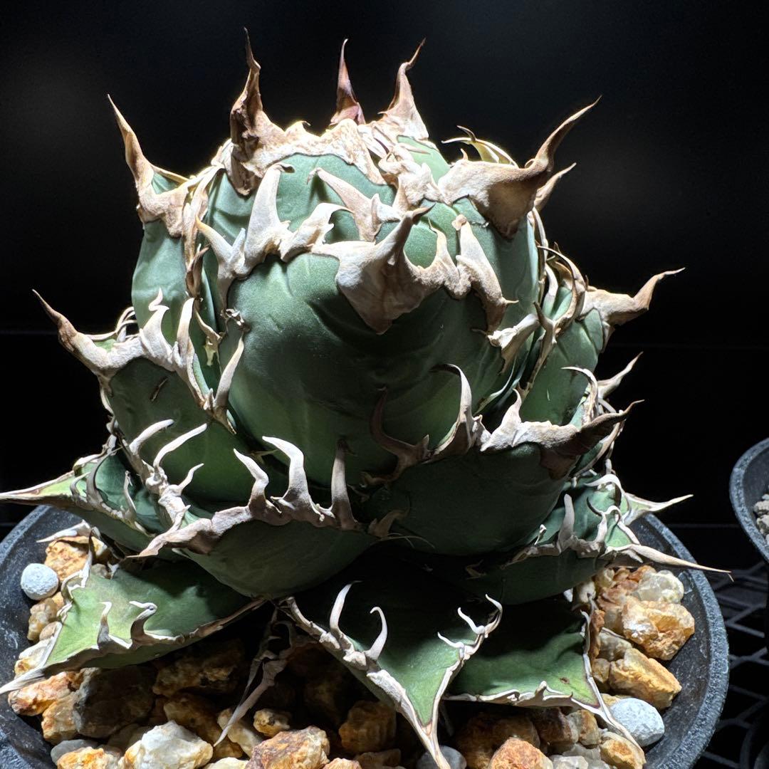 アガベ　オテロイ　オアハカ・ベイビーズ　チタノタ　シーザー　プランツレター 子株付【プランツレター】アガベ オテロイ オアハカ・ベイビーズ