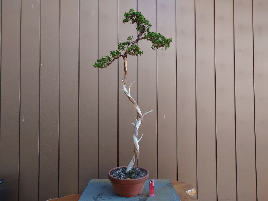 盆栽　糸魚川真柏　樹高80cm 🍀真柏🍀 樹高80㎝ #bonsai #盆栽 #糸魚川真柏 #盆栽愛好家