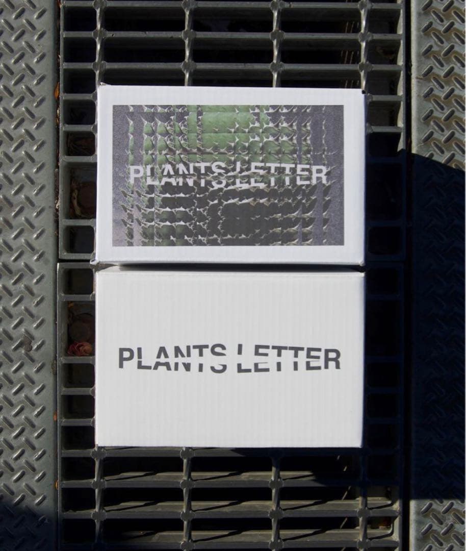 子株付【プランツレター】アガベ オテロイ オアハカ・ベイビーズ